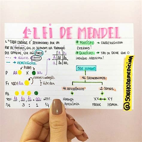 Primeira Lei De Mendel Leis De Mendel Mapa Mental Lei De Mendel The