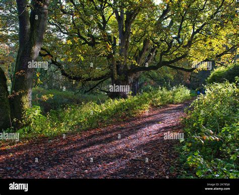 The Birnam Path and the Birnam Oak Tree. The Birnam Oak is an iconic ...