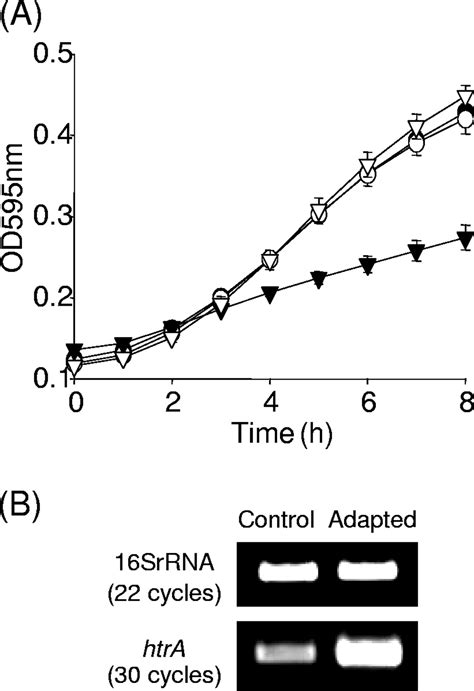 Role For Htra In Stress Induction And Virulence Potential In Listeria