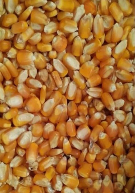 A Grade Fresh Yellow Sweet Corn Packaging Type Loose Organic At Rs