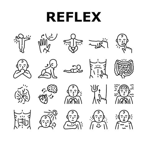 Premium Vector Reflex Of Human Neurology System Icons Set Vector