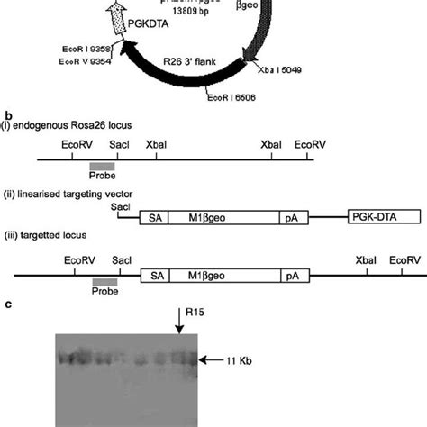 Gene Targeting Of The Rosa26 Locus A Gene Targeting Construct Used