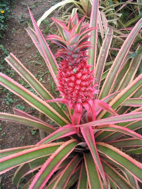 Ananas Comosus Variegatus Andre Benedito Flickr