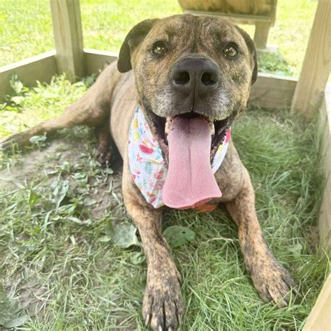 SICSA Pet Adoption and Wellness Center | Dayton OH
