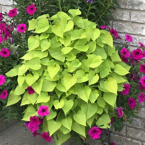 Sweet Potato Vine Plant