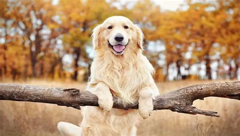 Golden Retriever Health Problems - 8 Unbelievable Types