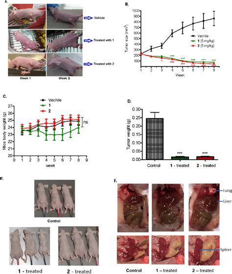 In Vivo Evaluation Of A Daily Treatment Of 1 And 2 In Athymic Nude