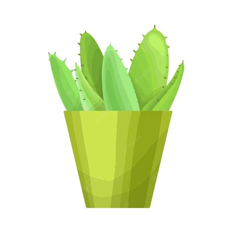 Premium Vector | Isolated succulents on white background