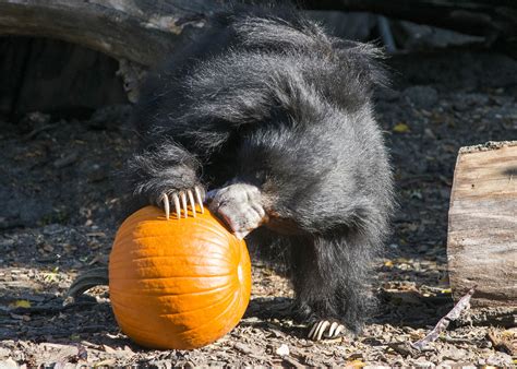 PHOTOS: Brookfield Zoo animals enjoy Halloween treats | abc7chicago.com