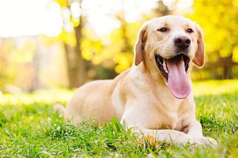 As 6 Raças De Cães Mais Fáceis De Treinar Mega Curioso