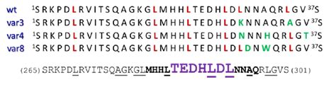 The Sequence Of The Wild Type And Mutant Peptides With 37 Amino Acids