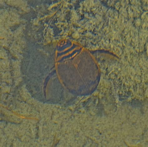 Lesser Diving Beetle Project Noah