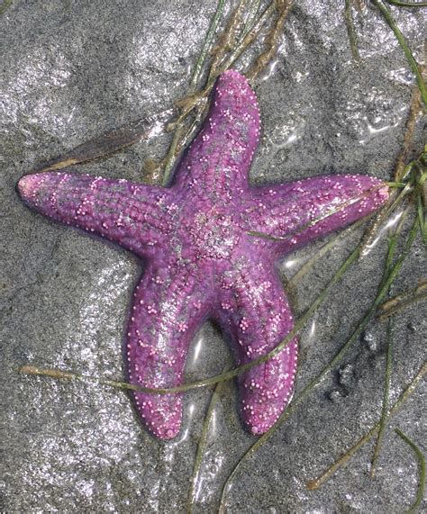 Purple starfish : r/pics