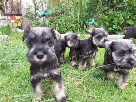 Cachorros Schnauzer Sal Y Pimienta Desparacitados En Puebla 2 500