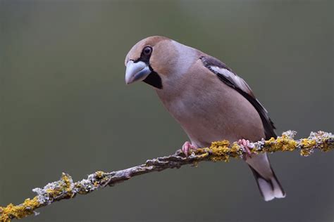 Pasi N Por Las Aves Picogordo Coccothraustes Coccothraustes