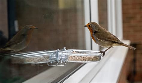 The Best Window Bird Feeders for 2022 - Bird Nature