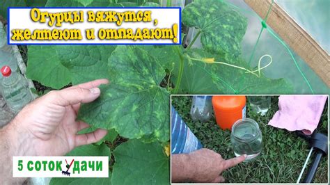 Огурцы вяжутся, желтеют и отпадают! Что я делаю в этот момент. - YouTube