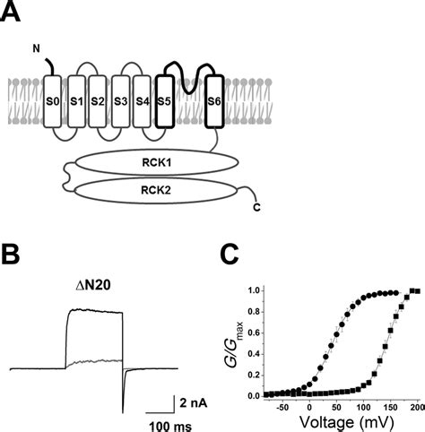 Effects Of N Terminal Deletion On Ctbic Induced Potentiation A