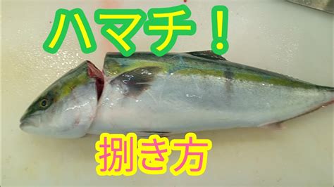 魚の捌き方 ハマチ捌き方！！ Youtube