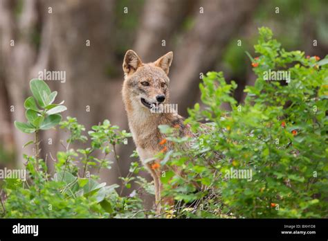 Golden Jackal Canis Aureus Stock Photo Alamy