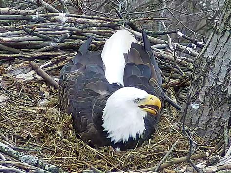 Hays Eagles hatch watch - SPO