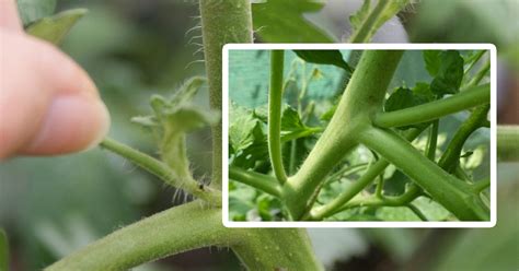 Faut Il Vraiment Tailler Les Gourmands Des Tomates Pour Avoir Des