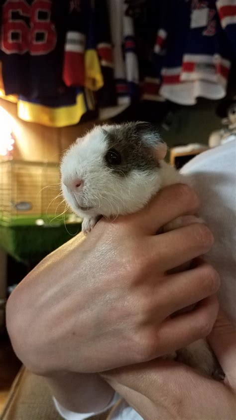 Tips To Get Your Guinea Pig To Trust You Atelier Yuwa Ciao Jp