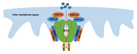 The Structure Of The Mcu Complex This Compound Localized At The