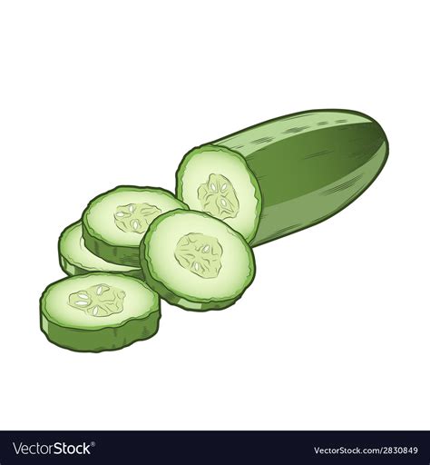 Sliced Cucumber Royalty Free Vector Image Vectorstock