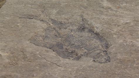 Alberta Creationist Discovers Rare Fish Fossils In Basement Dig Cbc News