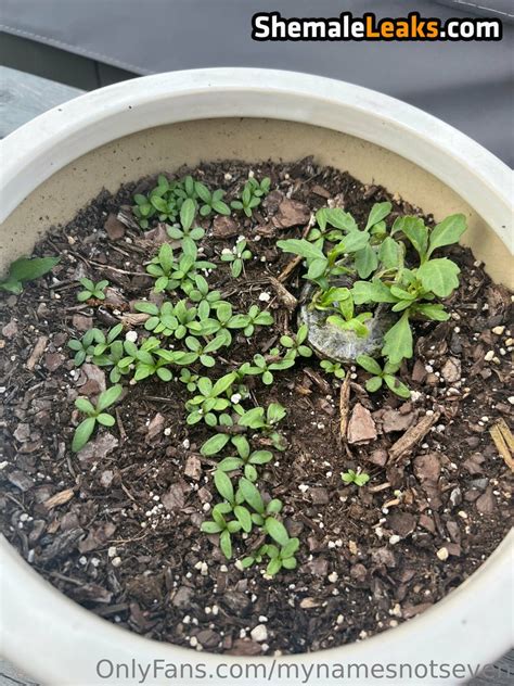 Mynamesnot7 Mynamesnotseven Leaked Nude OnlyFans Photo 26 ShemaleLeaks