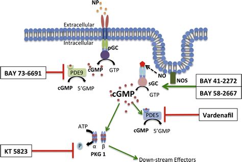 Sgccgmppkg Pathway Stimulation Protects The Healthy But Not The