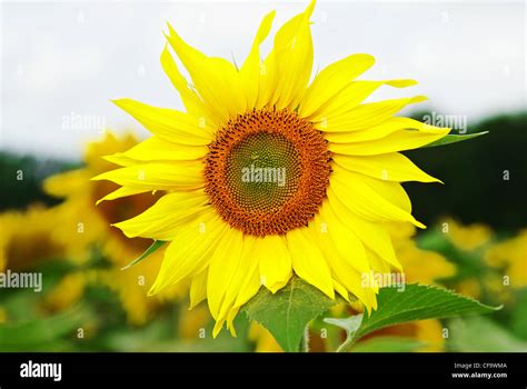 A sunflower close up Stock Photo - Alamy