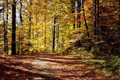 Fotos gratis paisaje árbol naturaleza desierto rama planta