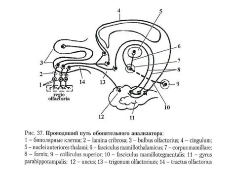 Проводящий путь обонятельного анализатора схема