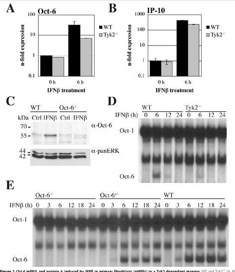 Figure From Explorer Octamer Binding Factor Oct Pou F