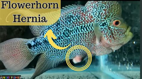 Flowerhorn Hernia - Reasons, Treatment and Prevention 2024