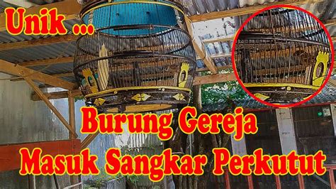 Kejadian Unik Dan Langka Burung Gereja Masuk Sangkar Perkutut Youtube