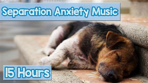 15 Hours Of Deep Separation Anxiety Music For Dog Relaxation Helped 4