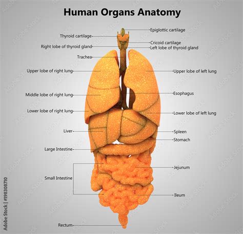 Human Body Organs label design Anatomy Stock Illustration | Adobe Stock