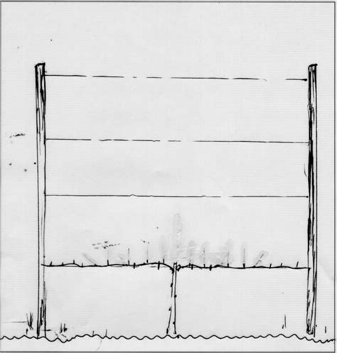 Growing an Apple Tree on Espalier • Allingtons Lawn & Garden Care