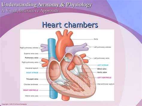 Chapter14 The Heart