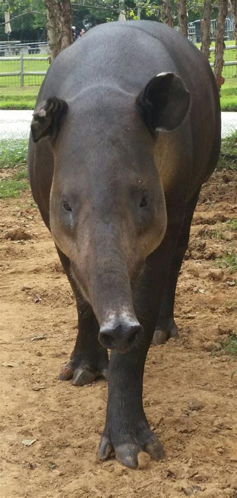 bairds tapir home