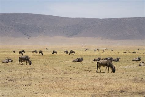 Herd of Thomson`s Gazelle Eudorcas Thomsonii in Serengeti National Park ...