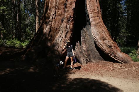 Trail of 100 Giants in the Giant Sequoia National Monument in the ...