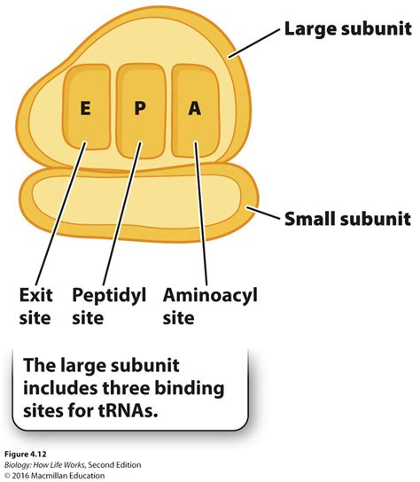 Biol2170 Chapter 4 Diagram Quizlet