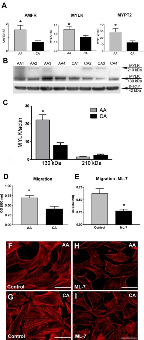 A. Confirmation of three differentially expressed motility genes by ... 