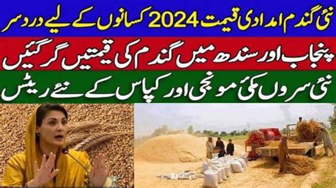 New Wheat Support Price In Punjab Sindh New Sarson Makki Gundam