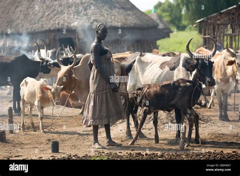 Nuer Tribe Hi Res Stock Photography And Images Alamy