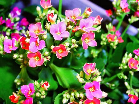 Kalanchoe - Flowers wallpapers: 1920x1440